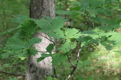 Quercus mongolica, photographed by Nina Filippova
