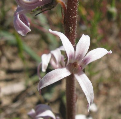 Cyphia incisa, photographed by douglaseustonbrown