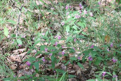Melampyrum roseum, photographed by Nina Filippova