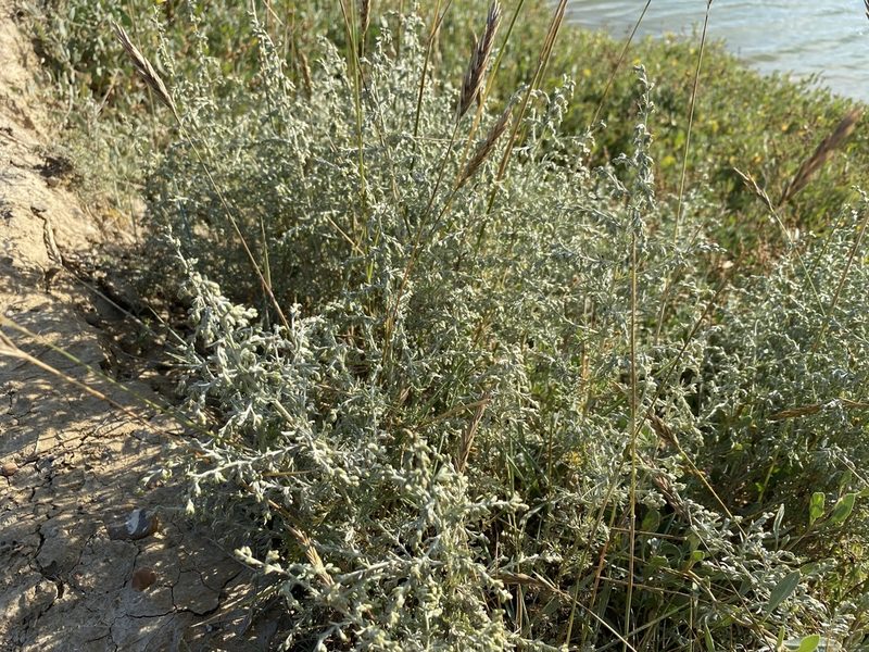Artemisia maritima, photographed by gjecology