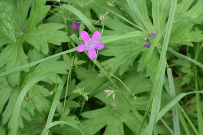Geranium palustre, photographed by Марина Садыкова