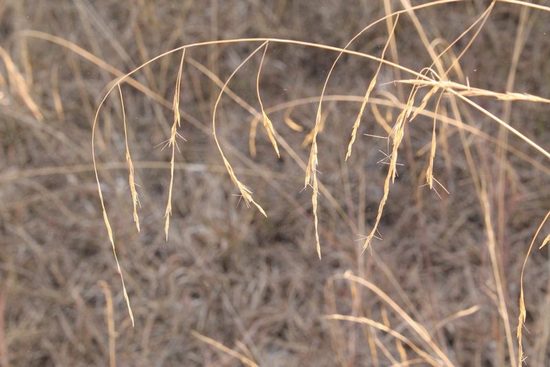 Aristida divaricata, photographed by Viacheslav Shalisko