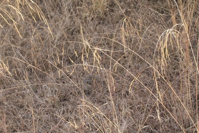 Aristida divaricata, photographed by Viacheslav Shalisko