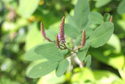 Grona heterocarpos, photographed by Agnes Trekker