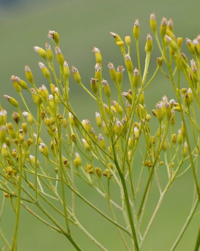 Senecio inornatus, photographed by Alan Manson