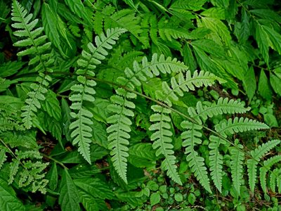 Cornopteris opaca, photographed by Jacy Chen
