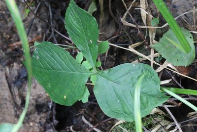 Arisaema amurense, photographed by Nina Filippova