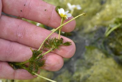Ranunculus circinatus, photographed by Марина Садыкова