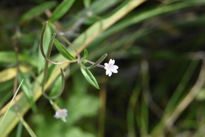 Epilobium palustre, photographed by Марина Садыкова