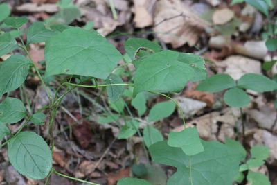 Menispermum dauricum, photographed by Nina Filippova