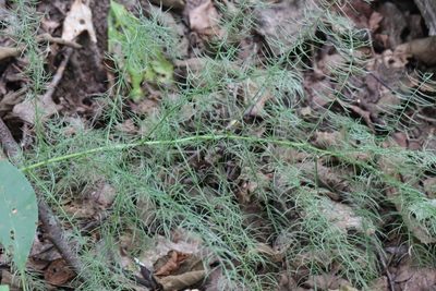 Asparagus schoberioides, photographed by Nina Filippova