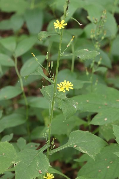 Lactuca triangulata, photographed by Nina Filippova