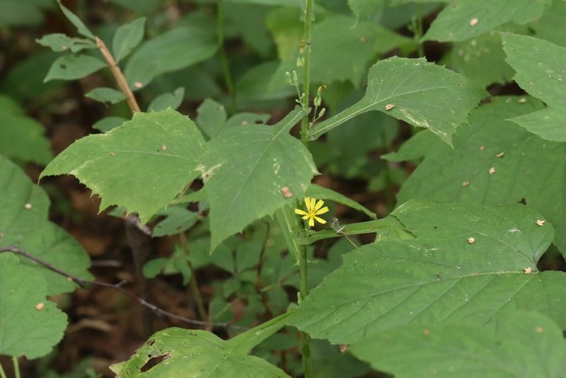 Lactuca triangulata, photographed by Nina Filippova
