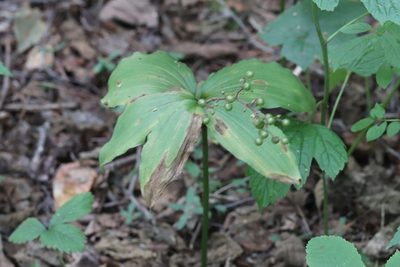Maianthemum japonicum, photographed by Nina Filippova