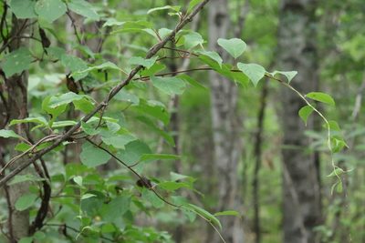 Schisandra chinensis, photographed by Nina Filippova