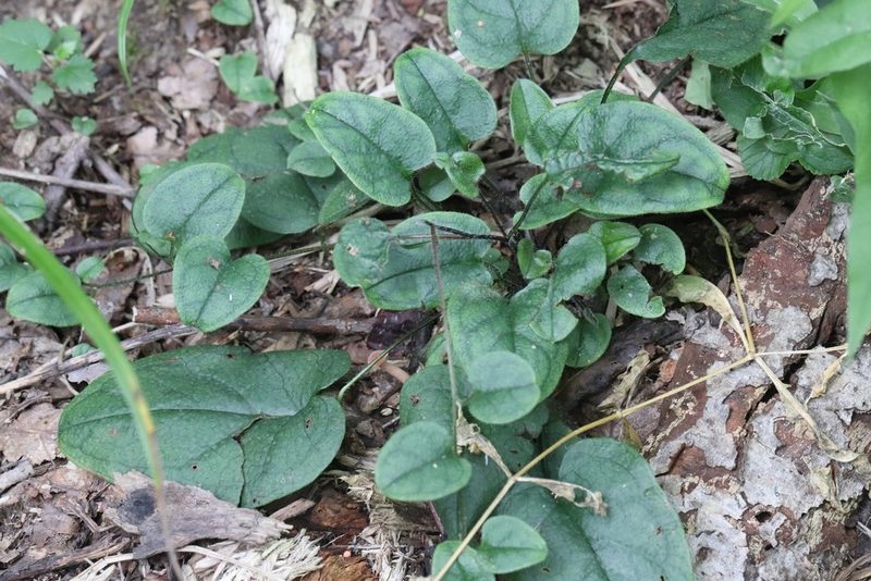 Trigonotis radicans, photographed by Nina Filippova