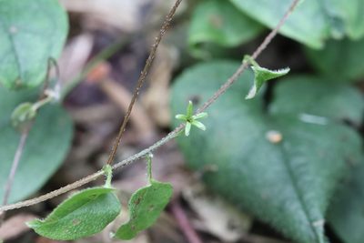 Trigonotis radicans, photographed by Nina Filippova
