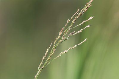 Glyceria maxima, photographed by Константин Селивёрстов