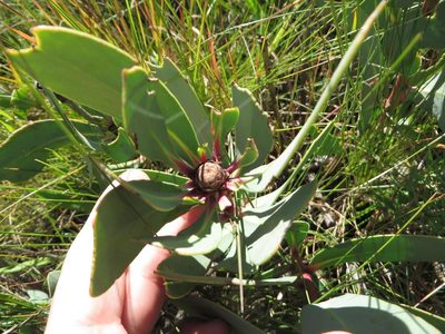 Protea dracomontana, photographed by linkie