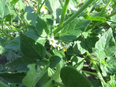 Solanum nitidibaccatum, photographed by Andrey Sdobnikov