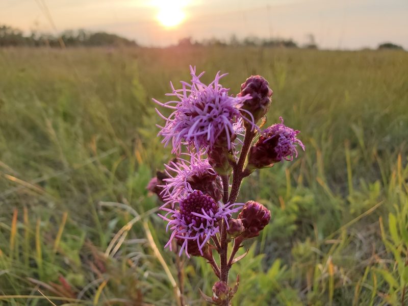 Liatris ligulistylis, photographed by Chris Friesen