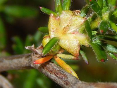 Cliffortia hirta, photographed by melda