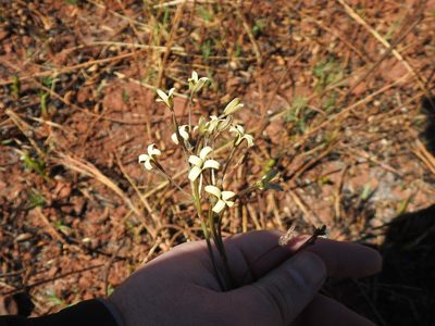 Kohautia amatymbica, photographed by Matthew Fainman