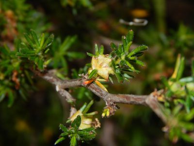 Cliffortia hirta, photographed by melda