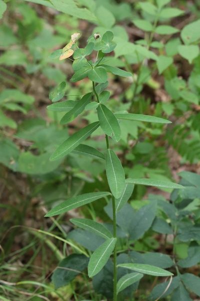 Euphorbia lucorum, photographed by Nina Filippova