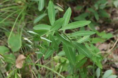Euphorbia lucorum, photographed by Nina Filippova