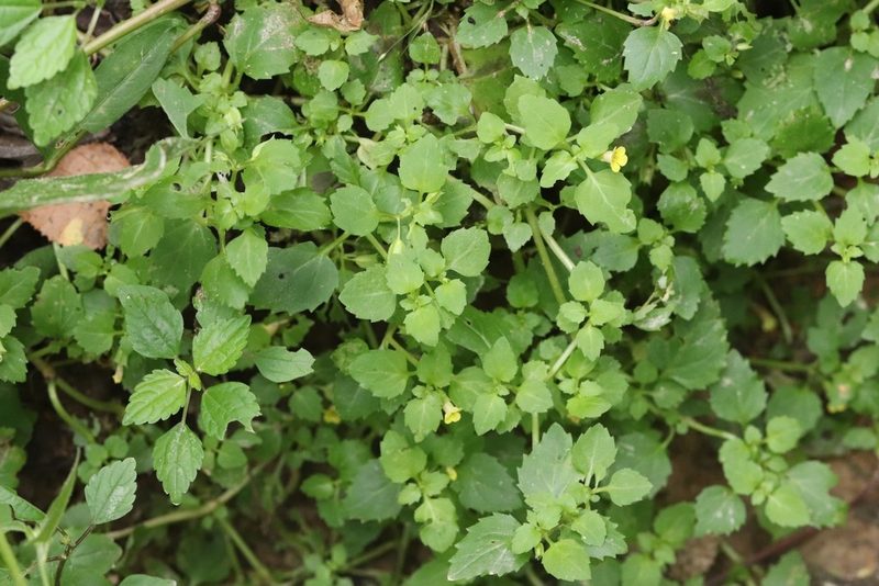 Erythranthe tenella, photographed by Nina Filippova