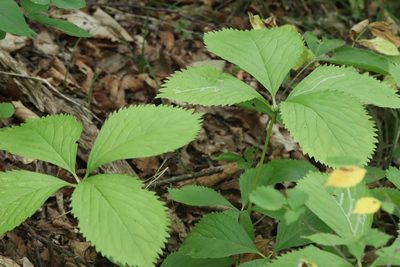 Chloranthus quadrifolius, photographed by Nina Filippova