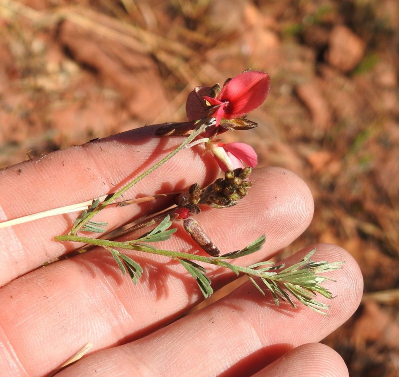 Indigofera hedyantha, photographed by Matthew Fainman