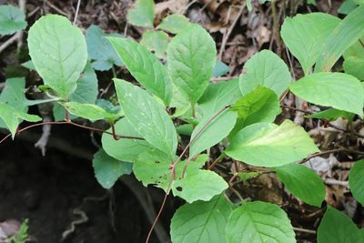 Schisandra chinensis, photographed by Nina Filippova