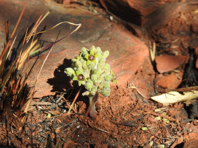 Raphionacme galpinii, photographed by Matthew Fainman