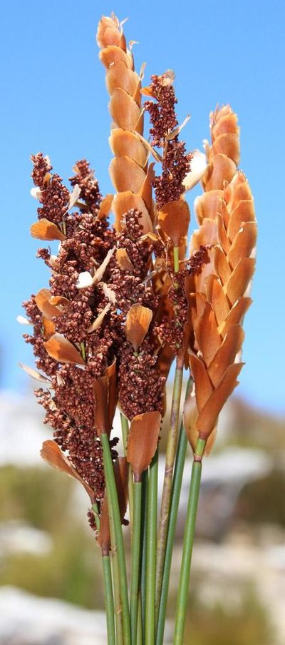Elegia spathacea, photographed by Tony Rebelo