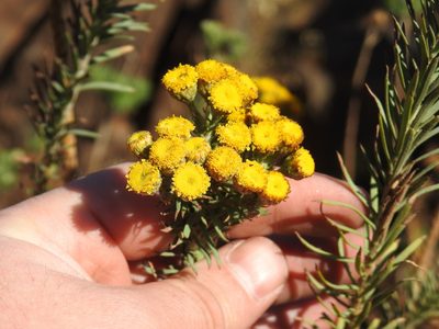 Phymaspermum athanasioides, photographed by Matthew Fainman
