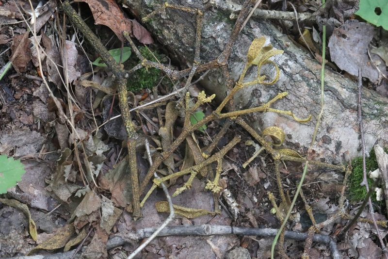 Viscum coloratum, photographed by Nina Filippova