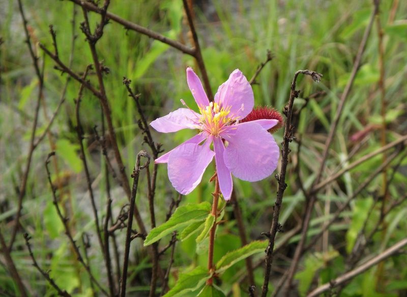 Clappertonia ficifolia, photographed by Lucy Keith-Diagne
