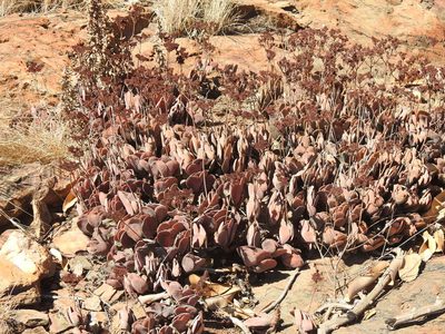 Crassula globularioides, photographed by Matthew Fainman