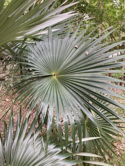 Coccothrinax alta, photographed by Bill Michalek
