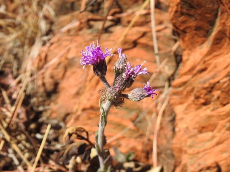 Hilliardiella sutherlandii, photographed by Matthew Fainman