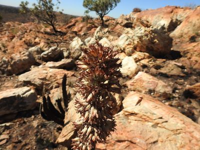 Kalanchoe thyrsiflora, photographed by Matthew Fainman