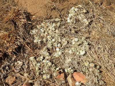 Helichrysum cerastoides, photographed by Matthew Fainman