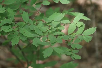 Spiraea media, photographed by Nina Filippova