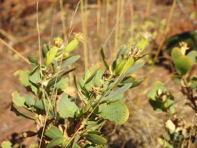 Lopholaena coriifolia, photographed by Matthew Fainman