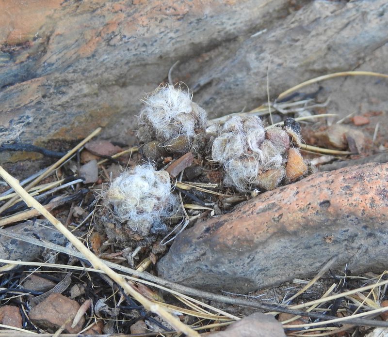 Anacampseros subnuda, photographed by Matthew Fainman
