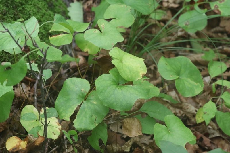 Plagiorhegma dubium, photographed by Nina Filippova