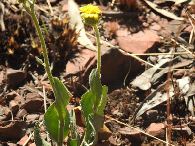 Senecio coronatus, photographed by Matthew Fainman