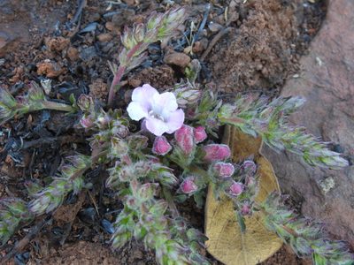 Graderia subintegra, photographed by Matthew Fainman